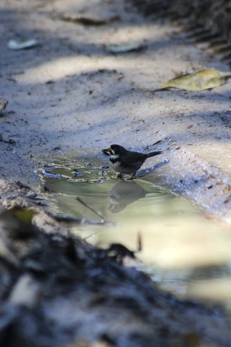 Double-collared Seedeater