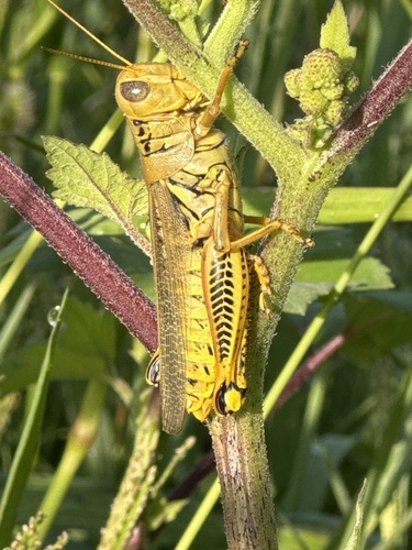 Differential Grasshopper