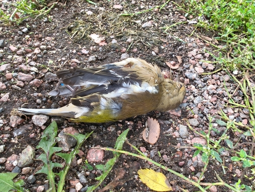 Common Chaffinch