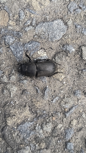 Lesser Stag Beetle