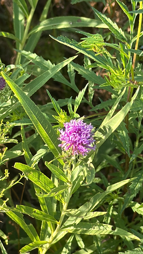 Arkansas Ironweed