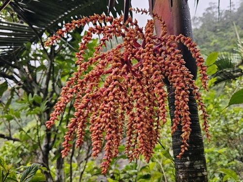 Loxococcus rupicola