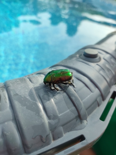 European Rose Chafer