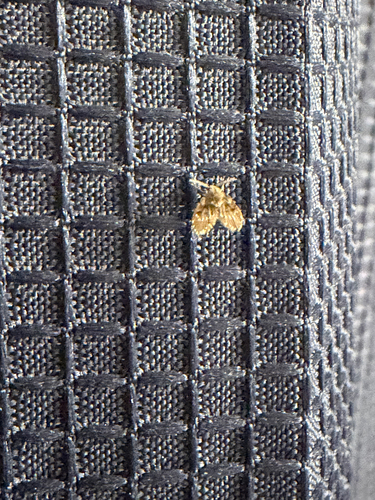 Bathroom Moth Fly