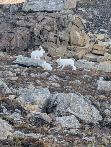 Arctic Hare observed by vonapplejack