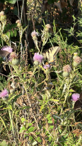 Eastern Tiger Swallowtail
