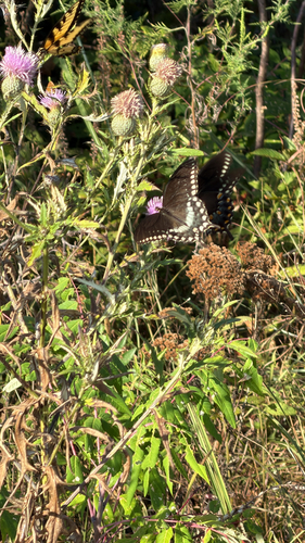 Spicebush Swallowtail