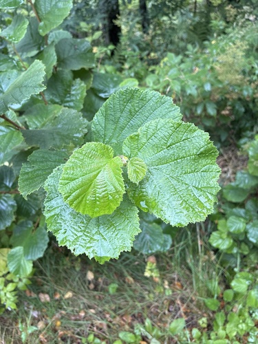 common hazel