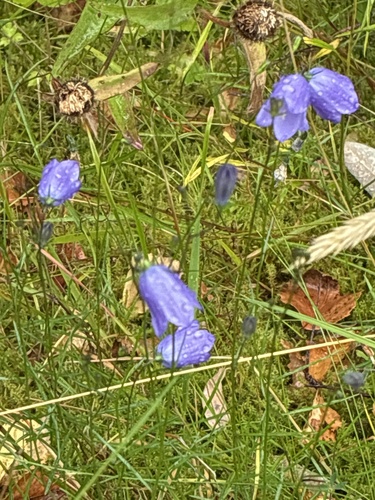 Common Harebell