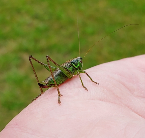 Roesel's Bush-cricket