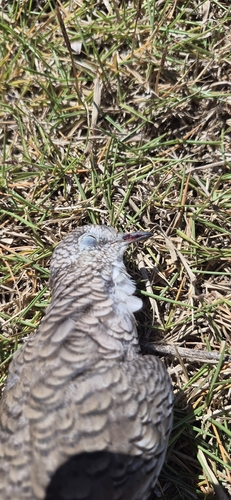 Scaled Dove