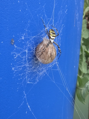 Wasp Spider