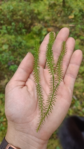 interrupted clubmoss
