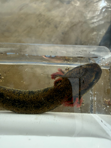 Common Mudpuppy observed by genevieveleroux