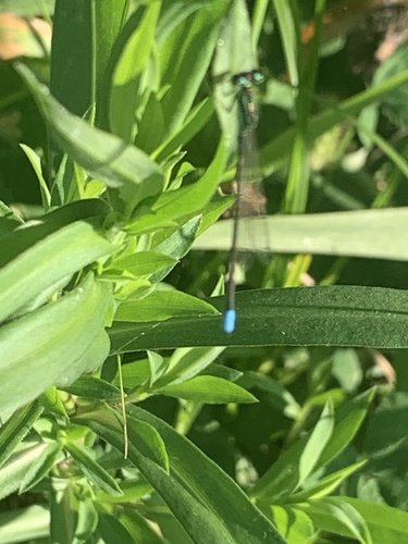 Eastern Forktail