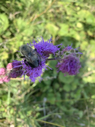 Brown-belted Bumble Bee