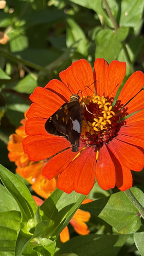 Silver-spotted Skipper