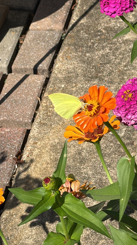 Cloudless Sulphur