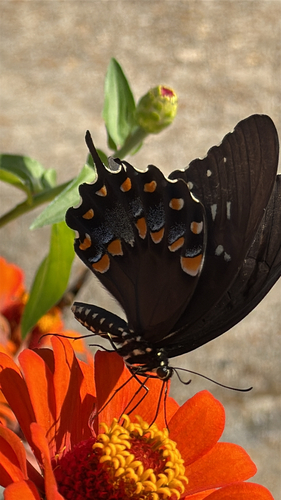 Spicebush Swallowtail