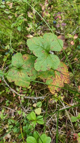 cloudberry