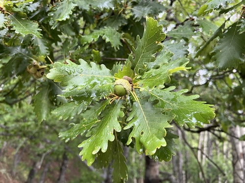 sessile oak