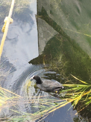 Eurasian Coot