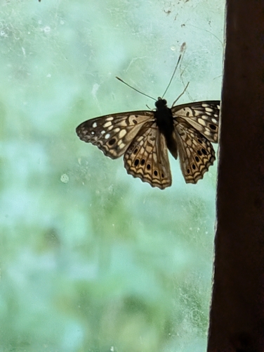 Hackberry Emperor