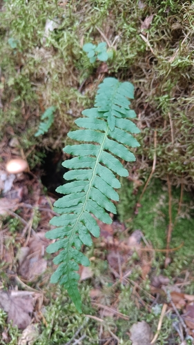 common polypody