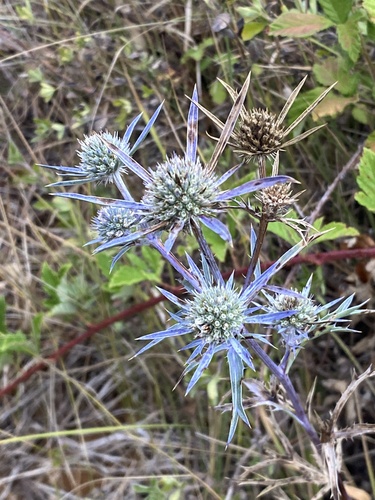 Italian Eryngo