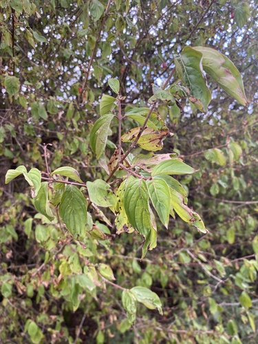 common dogwood