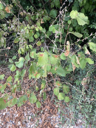 common hazel