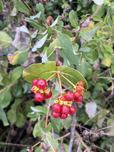Etruscan Honeysuckle