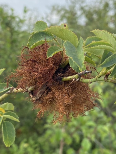 Mossy Rose Gall Wasp