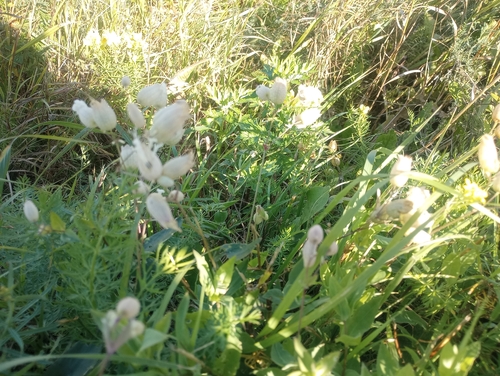 bladder campion
