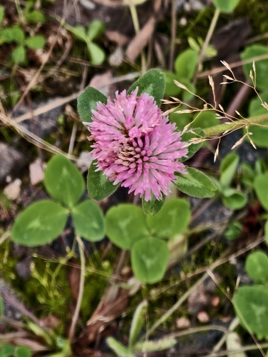 Red Clover
