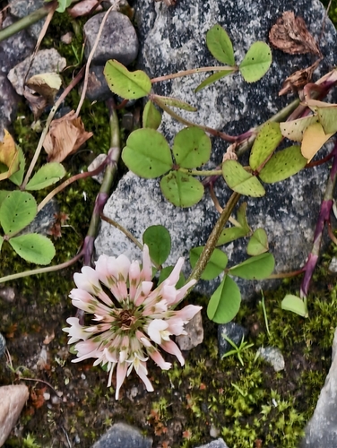 white clover