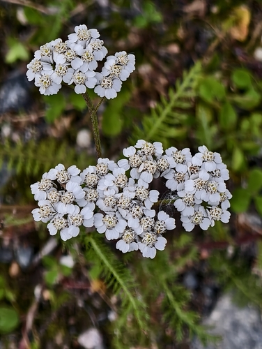 common yarrow