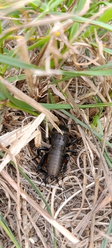 European Field Cricket