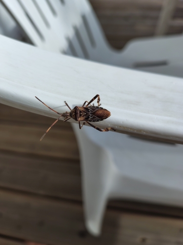 Western Conifer Seed Bug