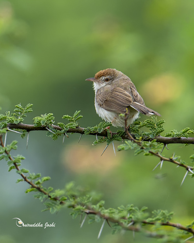 Rufous-fronted Prinia