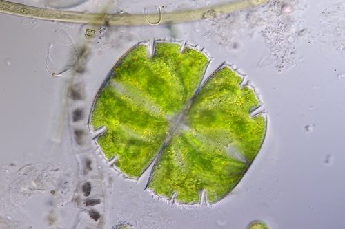 Micrasterias truncata var. quadrata