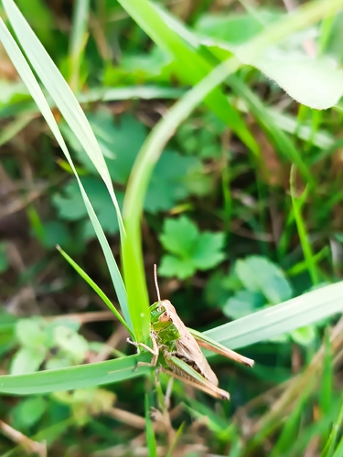 Meadow Grasshopper