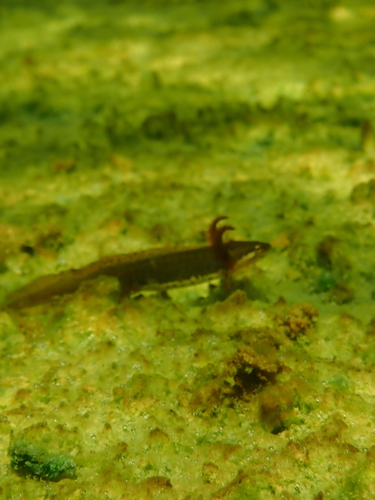 Smooth Newt