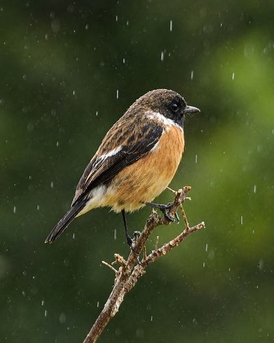 African Stonechat
