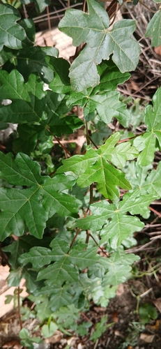 field maple