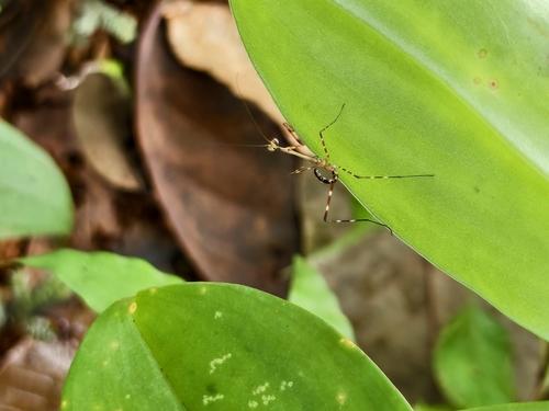 Indomenella indica