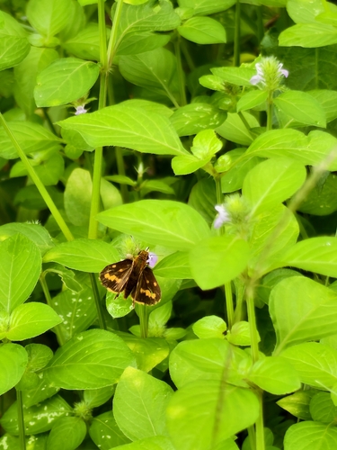 Lesser Dart