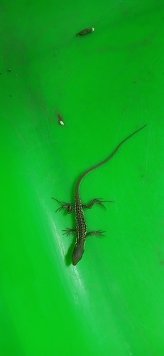 Italian Wall Lizard