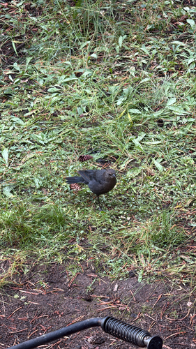 iNaturalist observation photo of Brewer's Blackbird