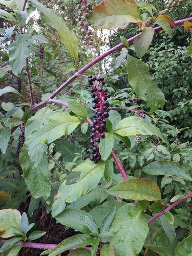 American pokeweed